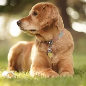 Responsabilidad civil de perro no peligroso