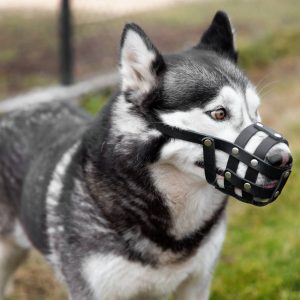 Seguro Responsabilidad Civil Perro Peligroso